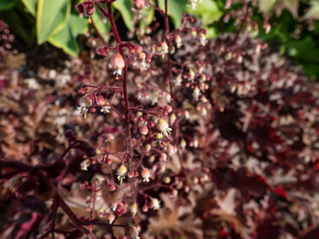 Coral Bells (Heuchera) 'Chocolate ruffles' with chocolate coloured leaves flowering with creamy...