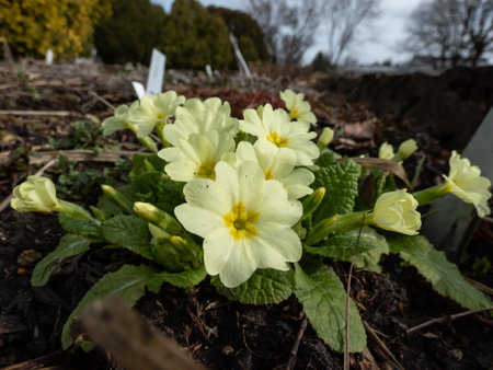 Macro shot of small yellow flower of the common primrose (primula) surrounded with green leaves emerging from the ground in early springの写真素材