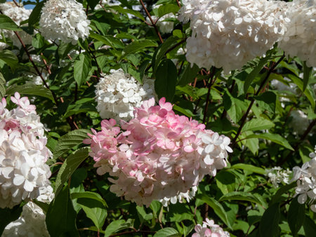 Paniculate hydrangea (Hydrangea paniculata) 'Vanille Fraise' (Renhy) flowering with fluffy, loose,...