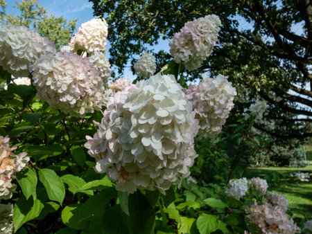 Hydrangea paniculata 'Polar bear' with dense, conical flower heads of glistening white in late...