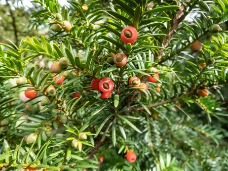 Close-up of seed cones with seed surrounded by fleshy scale which develops into a soft, red berry-like structure called an aril of evergreen tree common, English or European yew (Taxus baccata)の写真素材