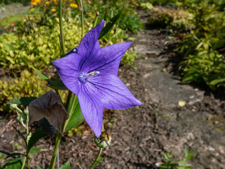 Close-up shot of the Balloon Flower or Bellflower (Platycodon grandiflorus) 'Astra blue' flowering with blue flowers in gardenの写真素材