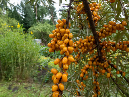 Sea buckthorns, sandthorn, sallowthorn or seaberry (hippophae) producing orange-yellow berries on...