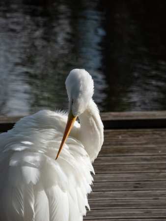 Great or common egret (Ardea alba) with pure white plumage, long neck and yellow bill standing on a wooden platform in a pond and cleaning its feathers in sunlightの写真素材
