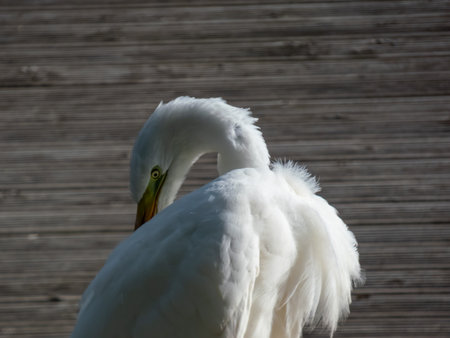 Great or common egret (Ardea alba) with pure white plumage, long neck and yellow bill standing on a wooden platform in a pond and cleaning its feathers in sunlightの写真素材