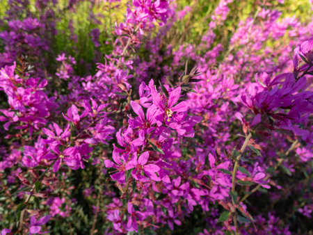 Close-up shot of the Wand loosestrif (Lythrum virgatum) 'Dropmore purple' flowering with...