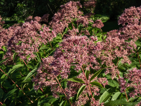 Close-up of Purple Joe-Pye weed or Sweetscented joe pye weed (Eupatorium purpureum) flowering with...