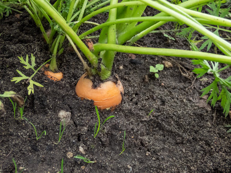 Close-up shot of a carrot root growingin soil in garden in summer. Homegrown vegetablesの写真素材