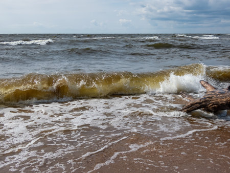 Seascape depicting landscape of Baltic sea with huge white waves and beach with yellow sand and shore with tree trunk washed out of water and blue sky above in bright sunlightの写真素材