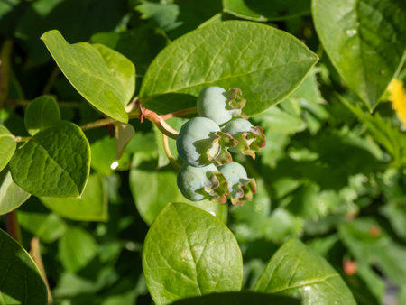 Cultivated blueberries or highbush blueberries growing on branches in immature green stages of maturation after flowering among leaves in bright sunlightの写真素材