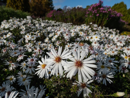 Close-up shot of the Aster dumosus 'Aramis white' flowering with numerous white flowers with yellow centers in garden in autumnの写真素材