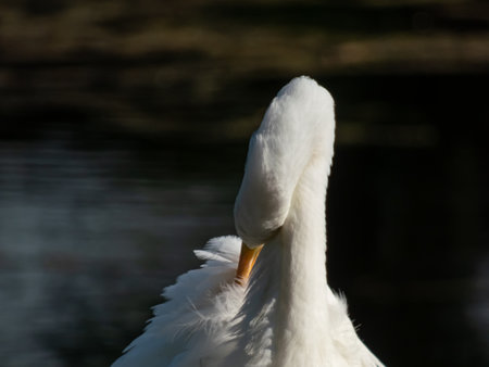Close-up of the Great or common egret (Ardea alba) with pure white plumage, long neck and yellow bill outdoorsの写真素材