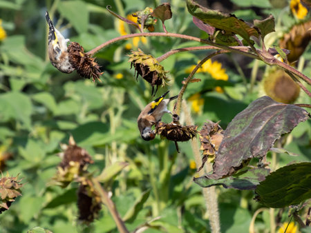 Close-up shot of a Goldfinch (Carduelis carduelis) perched on a sunflower eating seeds in autumn with blurred backgroundの写真素材