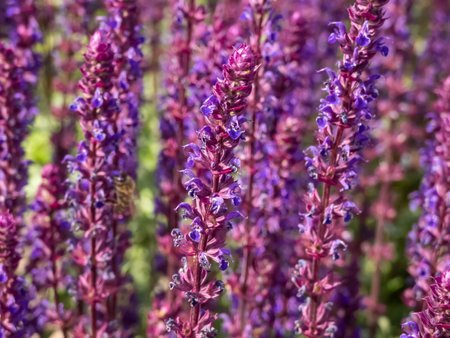 Salvia x superba or Salvia nemorosa 'Caradonna' with unique, glowing dark purple stems and stunning, vertical spikes of rich, violet-blue flowers in late spring and summerの写真素材