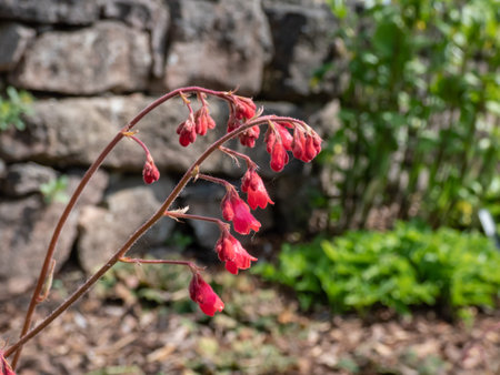 Red coral bells (Heuchera sanguinea) 'Splendens' form a low mound of rounded deep-green leaves, bearing upright spikes with loads of small vermilion-red bells in summerの写真素材