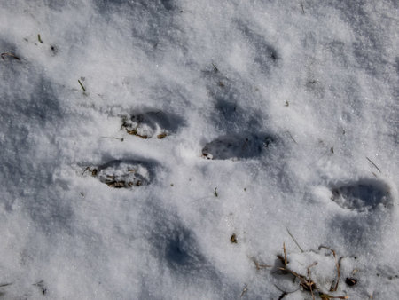 Footprints of paws of the European hare or brown hare (Lepus europaeus) on ground covered with white snow in winterの写真素材