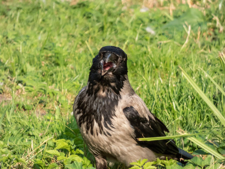 The hooded crow (Corvus cornix) standing on the ground with green grass in the background. Wildlife...