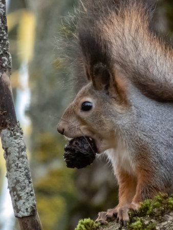 Red Squirrel (Sciurus vulgaris) with winter grey coat sitting on a big tree branch and holding in mouth a nut in autumnの写真素材
