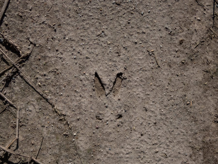 Close-up of a footprint of a Roe deer (Capreolus capreolus) in very deep and dried mud in the countrysideの写真素材