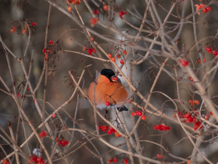 Close-up shot of red Eurasian bullfinch (Pyrrhula pyrrhula) sitting on branches of guelder rose (Viburnum opulus) and eating red fruits in winterの写真素材