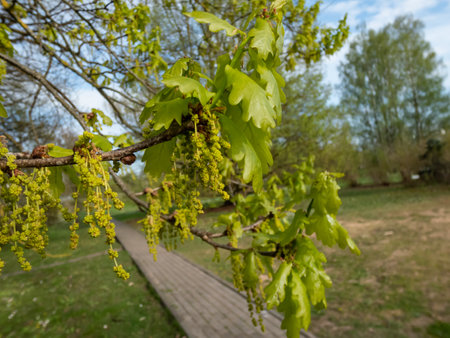 Close-up of the Pedunculate oak (Quercus robur) tree flowers and bright green leaves in early spring. Oak flowering with small flowersの写真素材