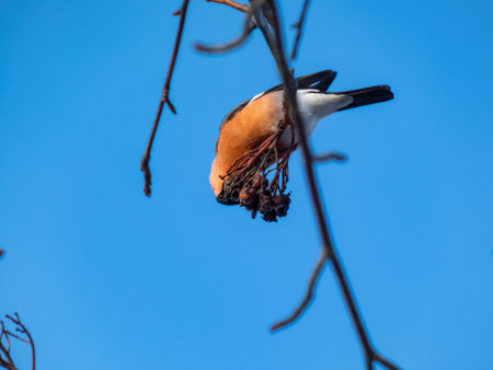 Eurasian bullfinch (Pyrrhula pyrrhula) with red underparts sitting on branches and eating dry fruitsの写真素材