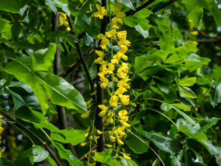The golden chain or golden rain tree (common laburnum) flowering with the long racemes of densely packed yellow flowers in the parkの写真素材