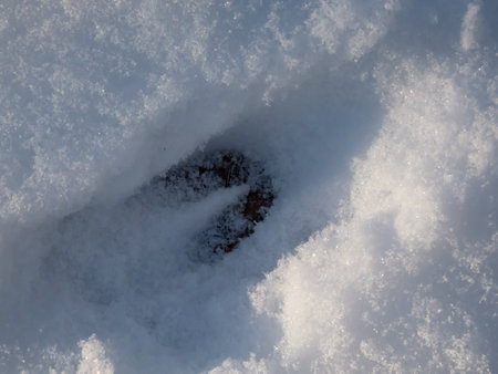 Close-up of a single footprint of roe deer (Capreolus capreolus) on the ground covered with soft snow in winterの写真素材