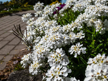 Macro of the low-growing, spreading sub-shrub candytuft Iberis sempervirens 'SnowFlake' flowering with small, pure white flowers in dense, flattened clusters in garden in springの写真素材