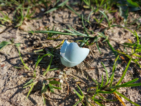 Close-up shot of an ovoid shaped and pale blue broken eggshell of the songbird on the ground in...