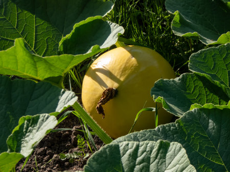 Big, ripe, orange pumpkin growing in the garden on the ground among green leaves. Gardening and growing vegetables for foodの写真素材