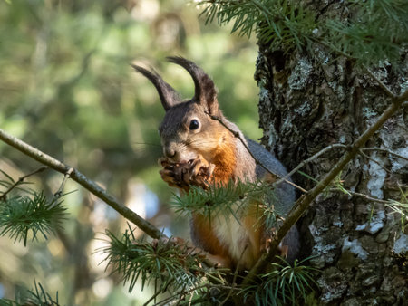 Close-up shot of the Red Squirrel (Sciurus vulgaris) sitting on a tree branch and holding in paws a pine coneの写真素材