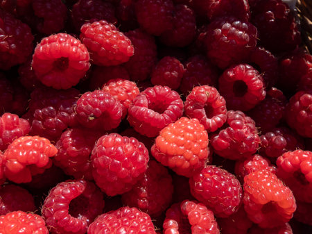 Close-up shot of a small wooden basket with ripe red raspberries (Rubus idaeus) harvested from...