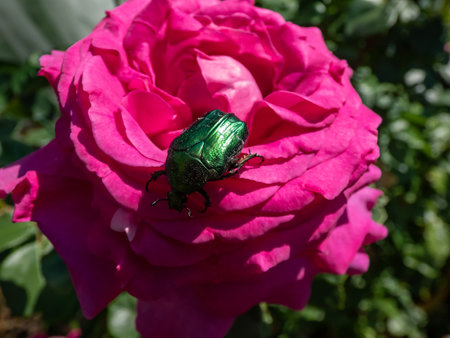 Metallic rose chafer or the green rose chafer (Cetonia aurata) crawling on a bright pink rose bloom in te garden in bright sunlightの写真素材
