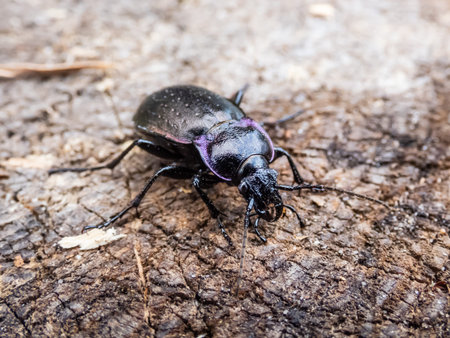 Macro shot of the Bronze ground beetle or bronze carabid (Carabus nemoralis) - a large, black ground...