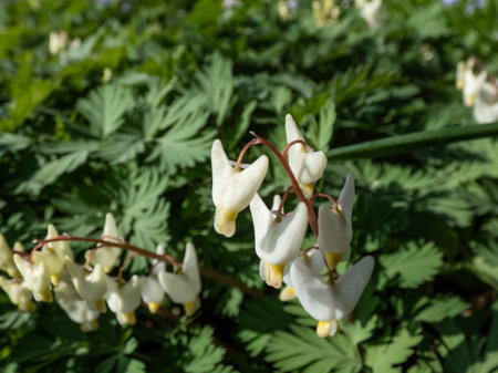 Close-up of the Dutchman's britches or Dutchman's breeches (Dicentra cucullaria) floweirng with white flowers in the gardenの写真素材