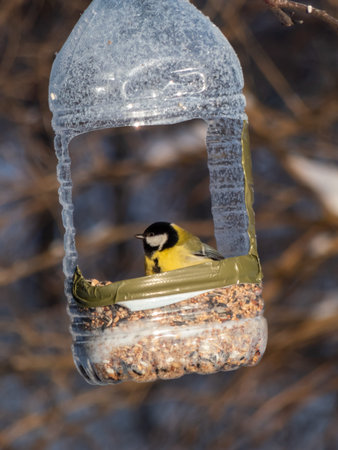 The Great tit (Parus major) visiting bird feeder made from reused big plastic bottle full with grains in winter. DIY plastic bird feeder bottle hanging in the treeの写真素材