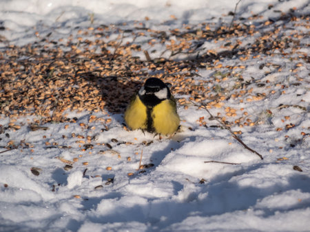 Great tit (Parus major) eating grains and seeds from ground covered with snow in winter. Bird feedingの写真素材