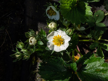 Macro of a single strawberry flower with detailed stamens (androecium) arranged in a circle and surrounded by white petals on a green strawbery plantの写真素材