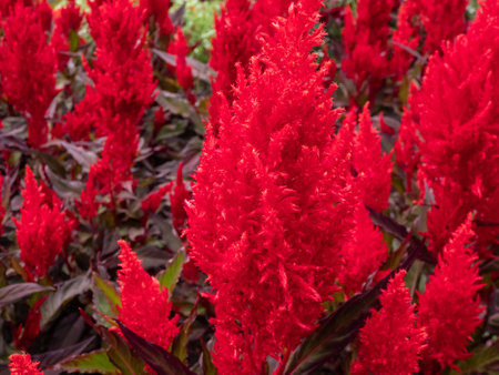 Close-up of Celosia plumosa 'Century Fire' flowering in rich velvety, scarlet and red shades in the garden in summerの写真素材