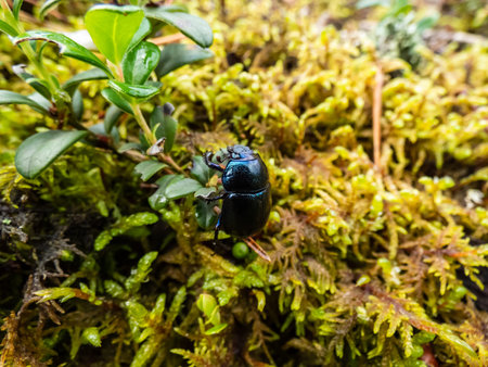 Beautiful macro shot of glossy and colorful earth boring dung-beetle - (Geotrupes stercorarius) crawling on the forest ground among green vegetationの写真素材