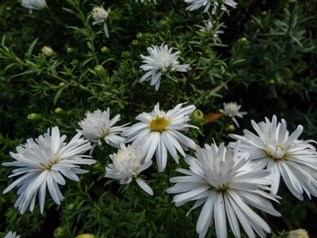 Close-up shot of the Michaelmas Daisy (Aster dumosus) 'Kristina' flowering with semi-double yellow...