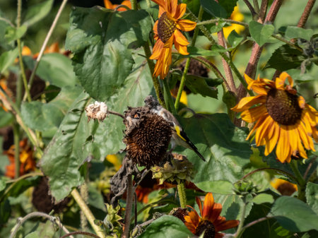 Close-up shot of a Goldfinch (Carduelis carduelis) perched on a sunflower eating seeds in autumn with blurred backgroundの写真素材