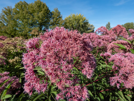 Close-up of Purple Joe-Pye weed or Sweetscented joe pye weed (Eupatorium purpureum) flowering with...