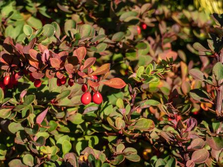 Close-up of orange and red leaves and red fruits of low-growing, deciduous shrub of Japanese...