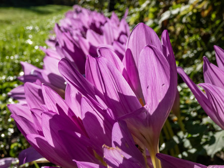 Close-up shot of group of purple autumn crocuses (Colchicum autumnale) in bright sunlight in autumnの写真素材
