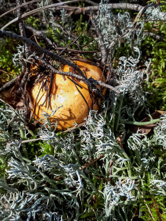Close-up shot of brightly colored yellow mushroom growing in the forest among moss, grass, lichen...