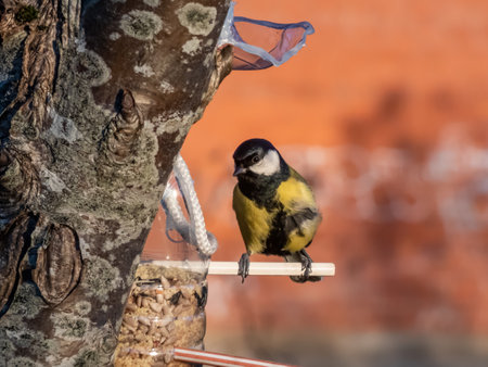 The Great tit (Parus major) with some kind of deformation in the chest visiting bird feeder made from reused plastic bottle with grains in winter in warm toned golden hour lightの写真素材