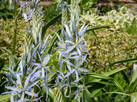 Close-up shot of the Cusick's camass (Camassia cusickii) flowering with sky blue to white flowers...