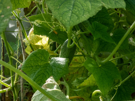 Close-up shot of cucumber maturing on a green cucumber plant (Cucumis sativus) in a green house in summer. Gardening and food growing conceptの写真素材